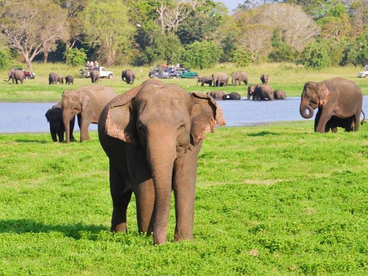 Minneriya National Park