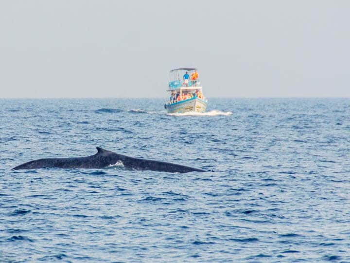 Mirissa Whale Watching