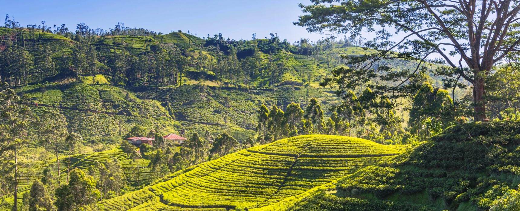 Slide-4-reiseleitersrilanka