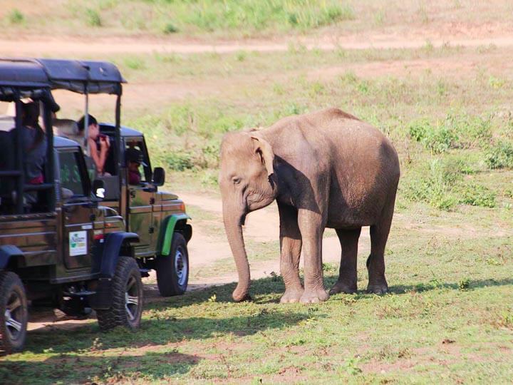 Udawalawe National Park