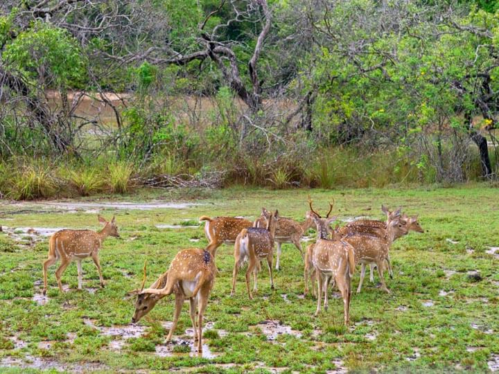 Wilpattu National Park