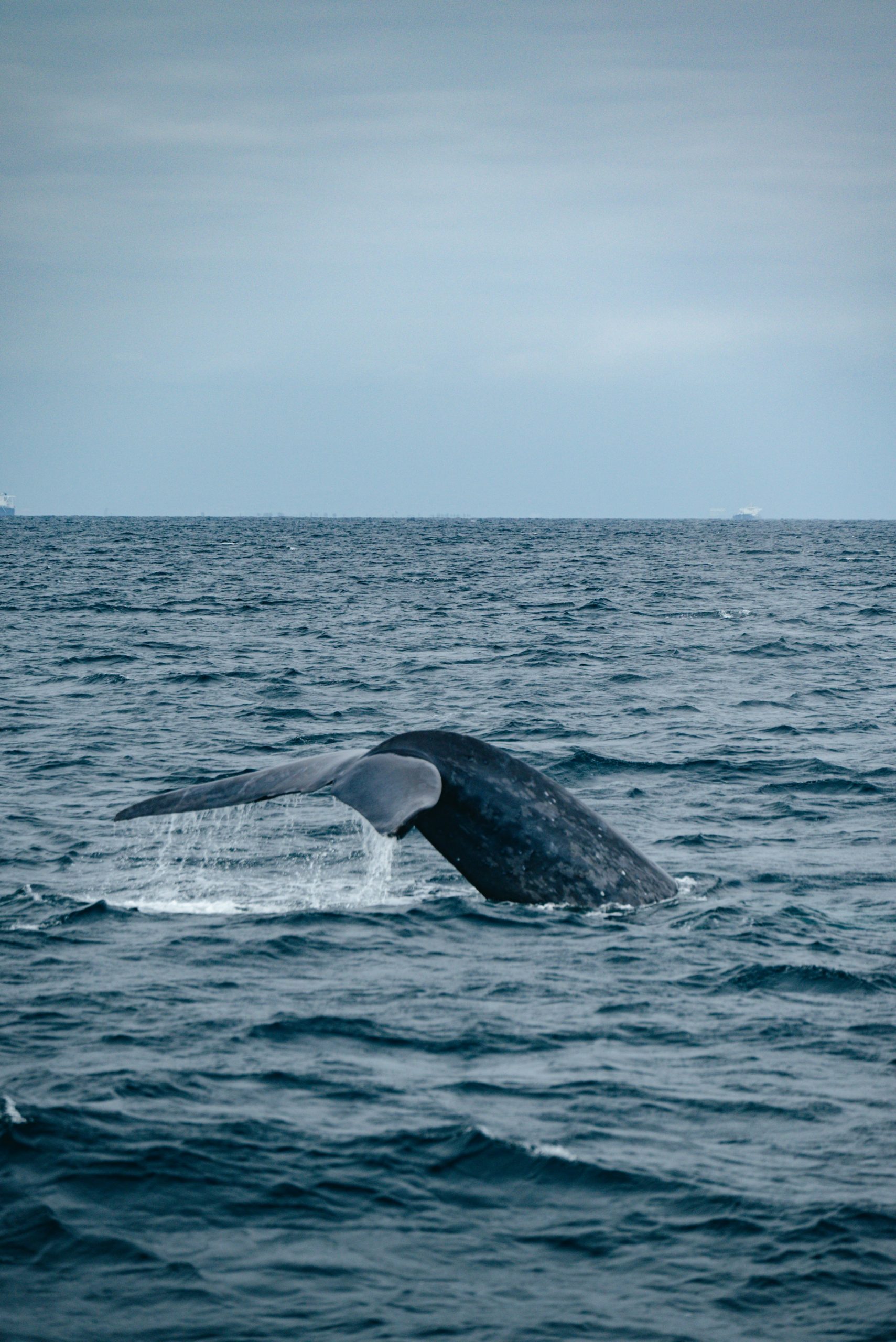 sheng-hu-k8IPyNodHSU-unsplash